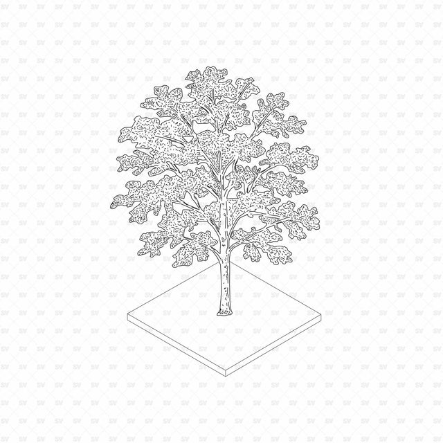 English oak (Quercus robur), European Trees ArchiCAD, Illustrator and PNG set