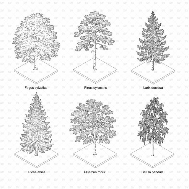 Six European tree species with isometric bases, full set on white background