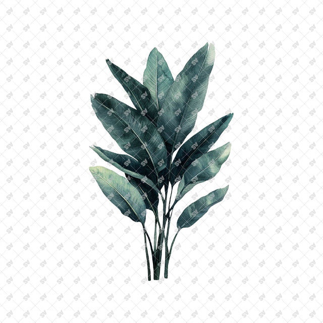 PNG Watercolor Plants