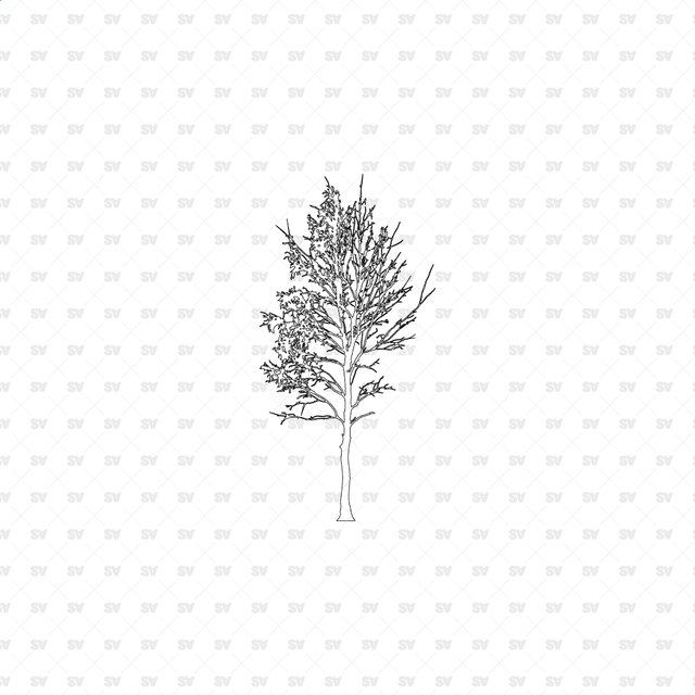 CAD, Vector, PNG Trees