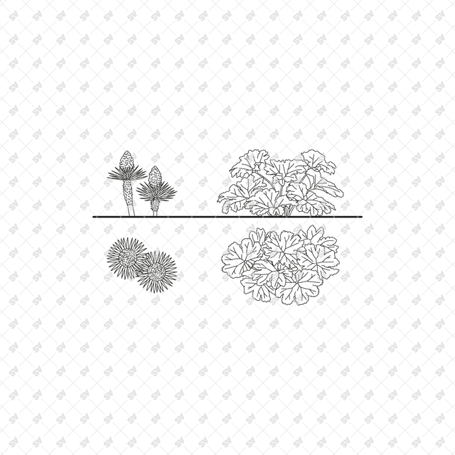 CAD, Vector Tropical Plants Set - Top + Side view