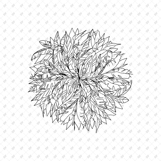 Vector, PNG Hand Drawn Trees in Top View Set