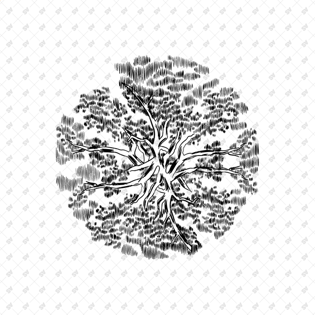 Vector, PNG Hand Drawn Trees in Top View Set