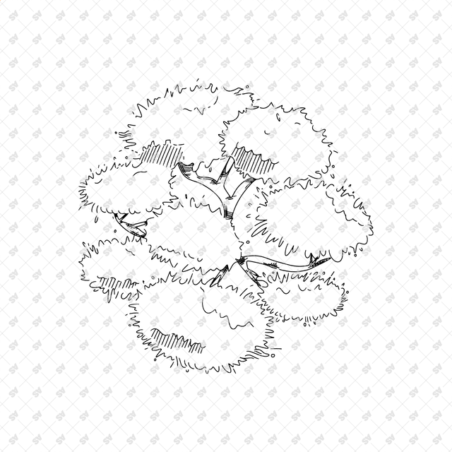 Vector, PNG Hand Drawn Trees in Top View Set