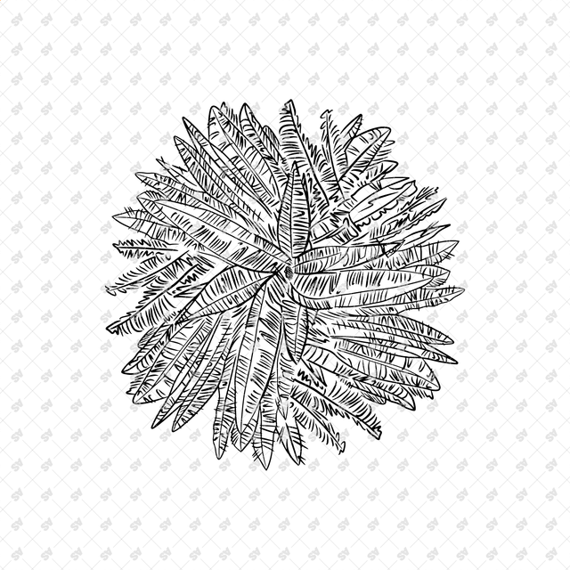 Vector, PNG Hand Drawn Trees in Top View Set