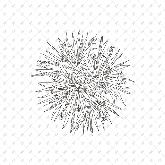 Vector, PNG Hand Drawn Trees in Top View Set