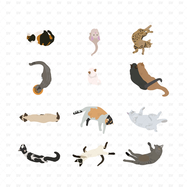 Vector, PNG Cats in Top View