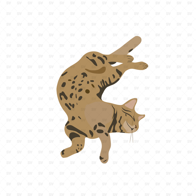 Vector, PNG Cats in Top View