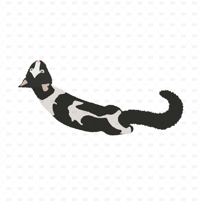 Vector, PNG Cats in Top View