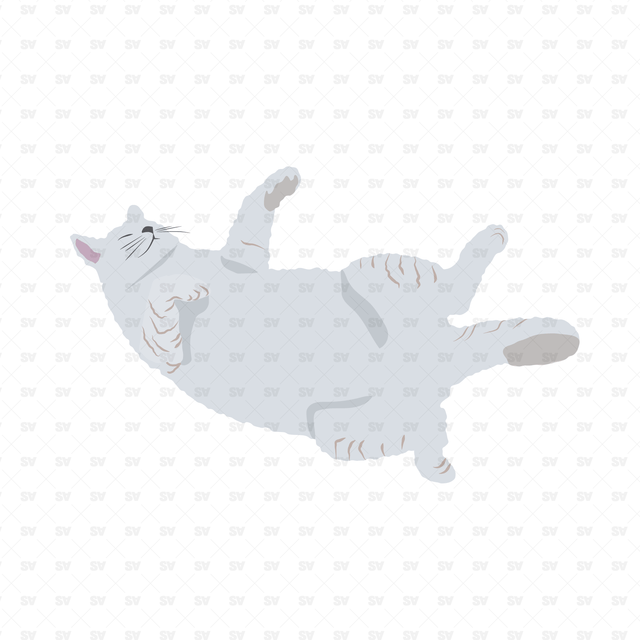 Vector, PNG Cats in Top View