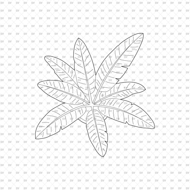 ArchiCAD DWG Vector PNG Houseplants in Top and Front View