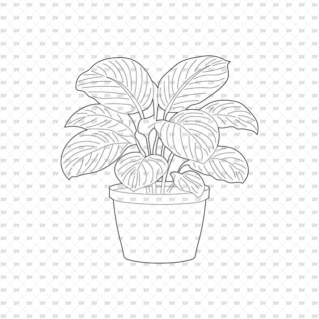 ArchiCAD DWG Vector PNG Houseplants in Top and Front View