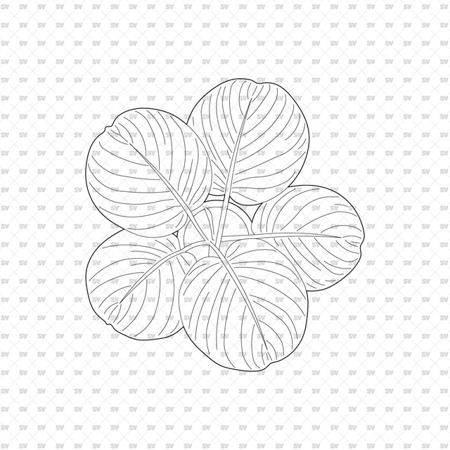 ArchiCAD DWG Vector PNG Houseplants in Top and Front View