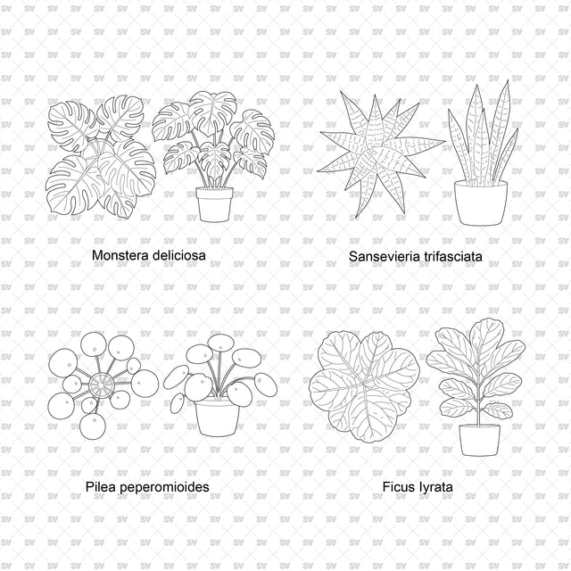ArchiCAD DWG Vector PNG Houseplants in Top and Front View