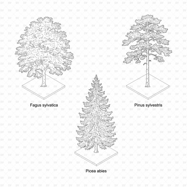 Free micro set of three European trees on white