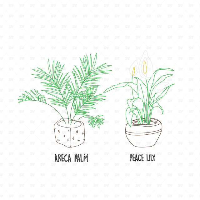 25 CAD and Line Art Vector Interior Purifying Plants