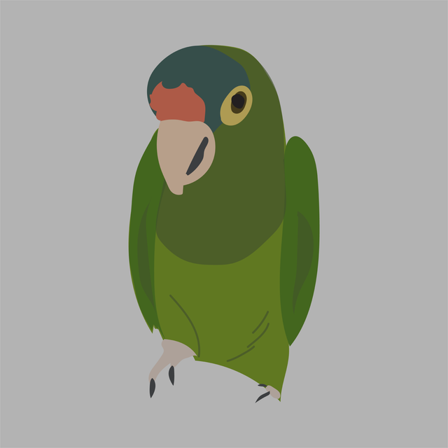 animals vector illustration flat parrot