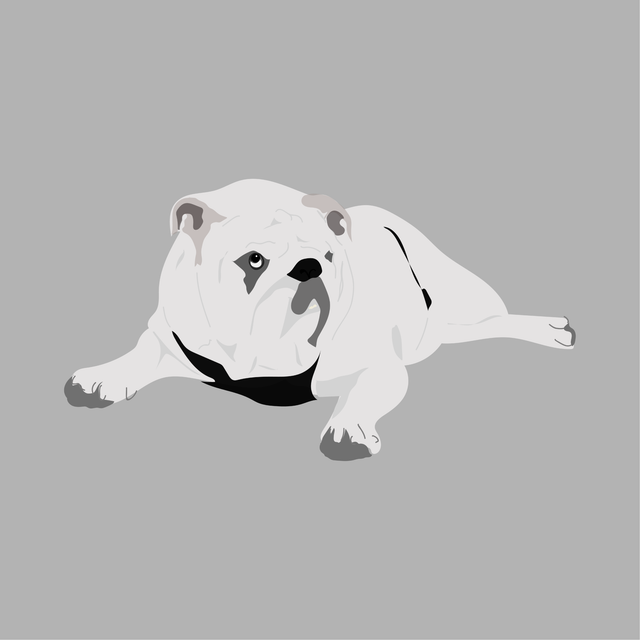 animals vector illustration flat bulldog