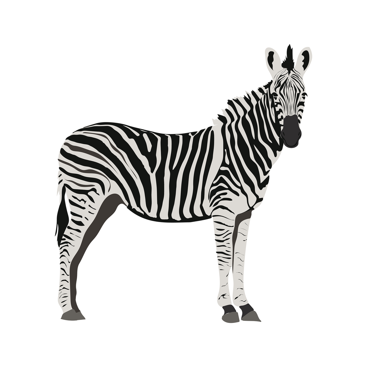Vector Animals Pack 01 - 18 Illustrated Animals – Studio Alternativi
