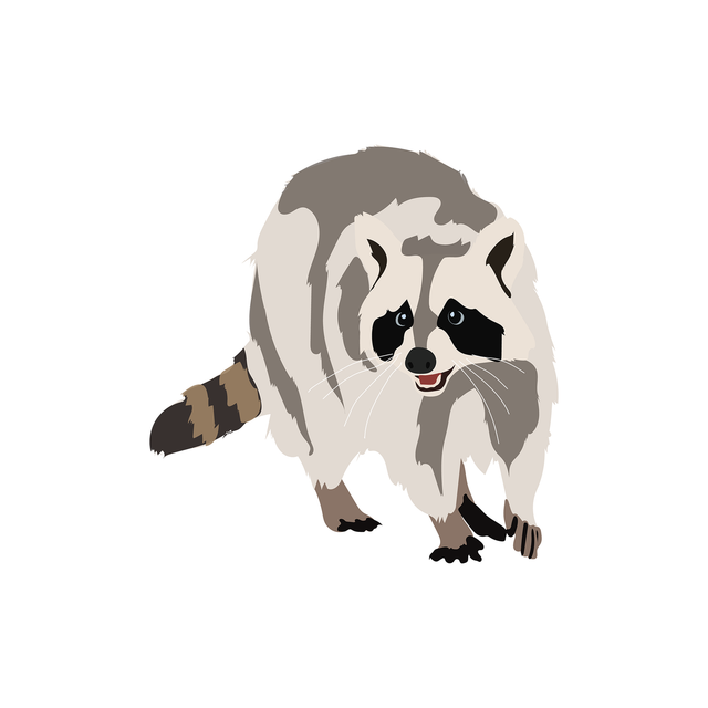 vector Raccoon