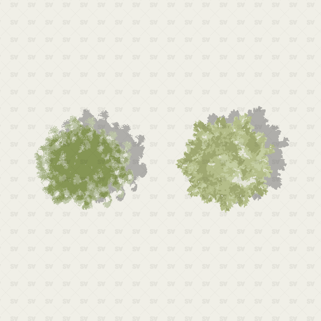 Tree Plan View Png