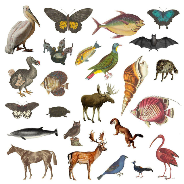 Animal Cutouts (24 PNGs)-Cutouts-Studio Alternativi