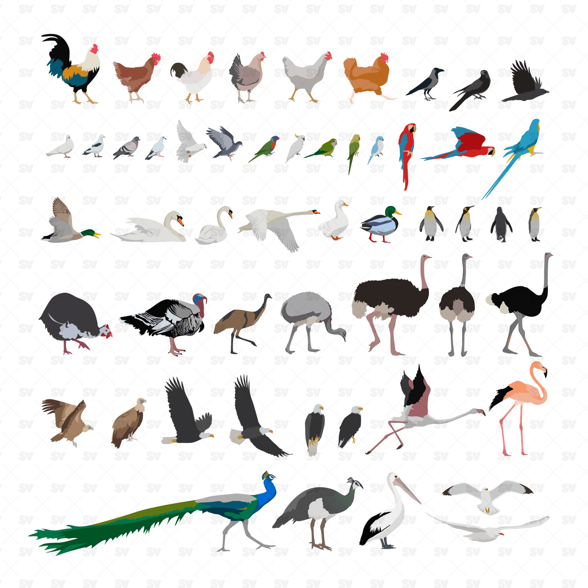 Detailed Birds Mega Pack - 53 Vector Designs – Studio Alternativi