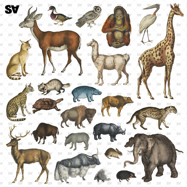 Wild Animals Cutouts (24 PNGs)-Cutouts-Studio Alternativi