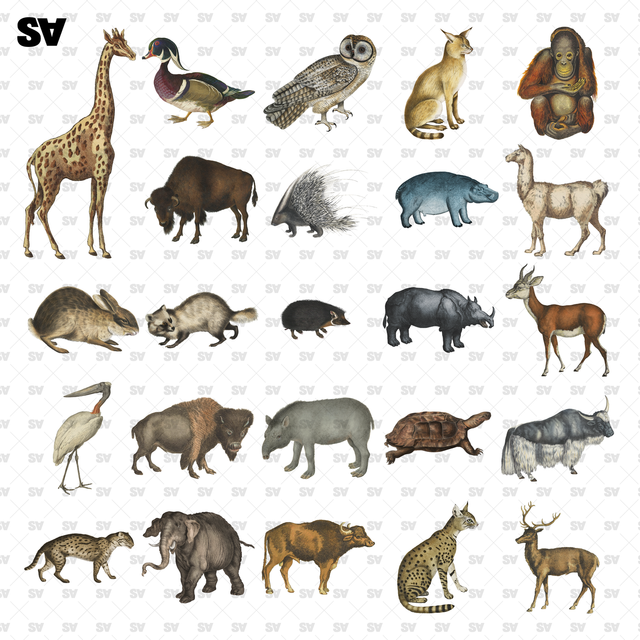 Wild Animals Cutouts (24 PNGs)