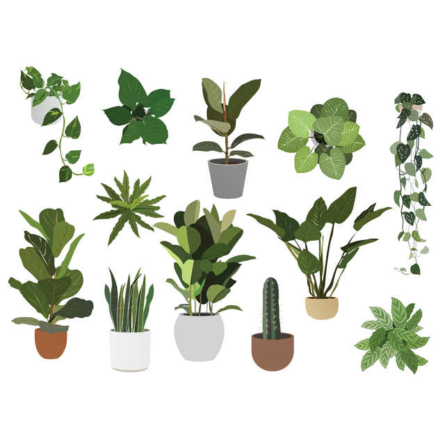 Vector Plants Pack-Vectors-Studio Alternativi