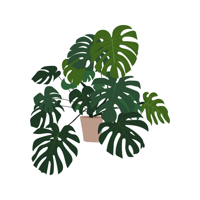 Interior Plants Pack (18 PNG)-Cutouts-Studio Alternativi