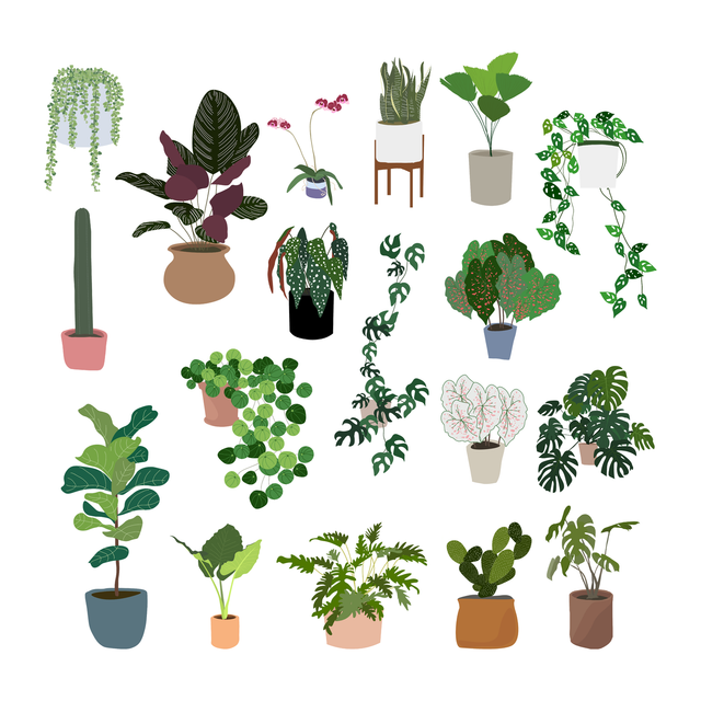 Interior Plants Pack (18 PNG)-Cutouts-Studio Alternativi