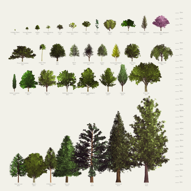 trees png cutout