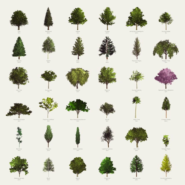 trees png cutout