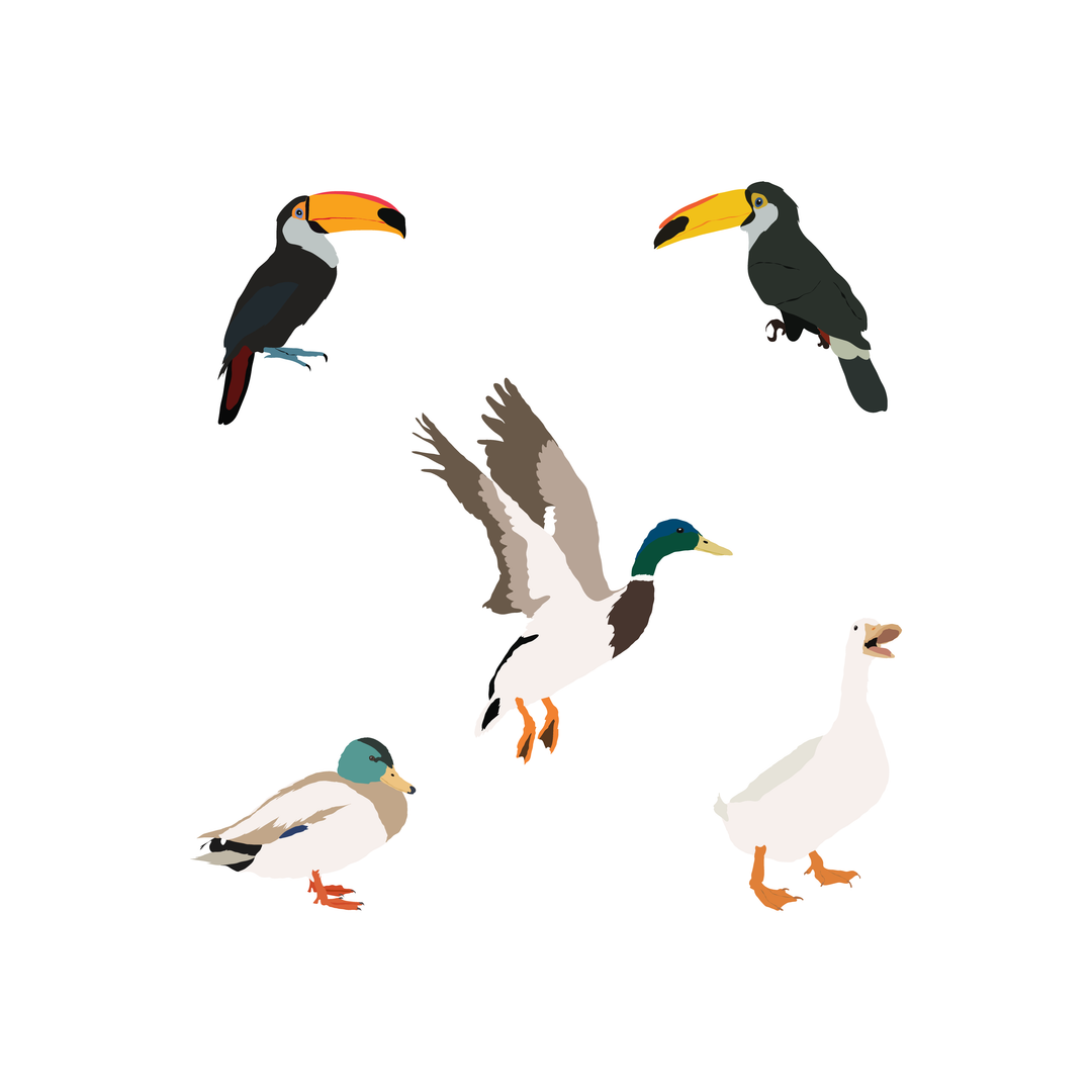 Vector Animals Pack 02 | 18 Illustrated Animals – Studio Alternativi