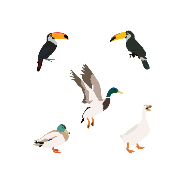 vector birds toucans duck