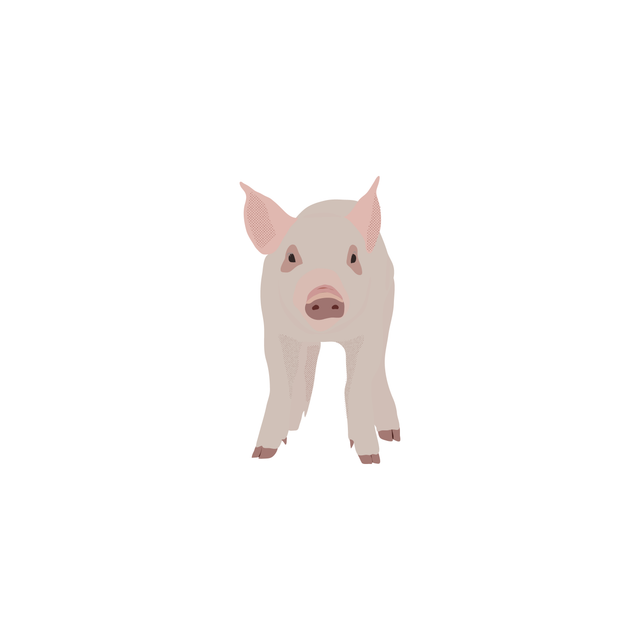 vector pig free download