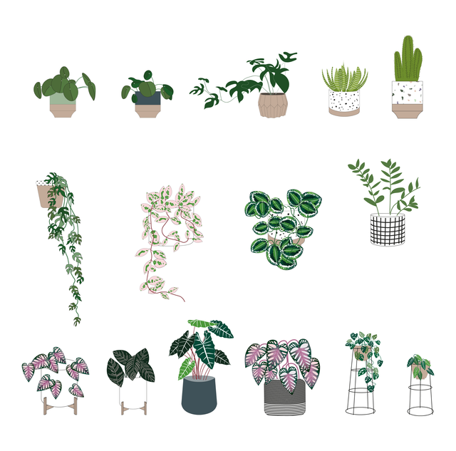 Interior Plants Pack (15 Plants)