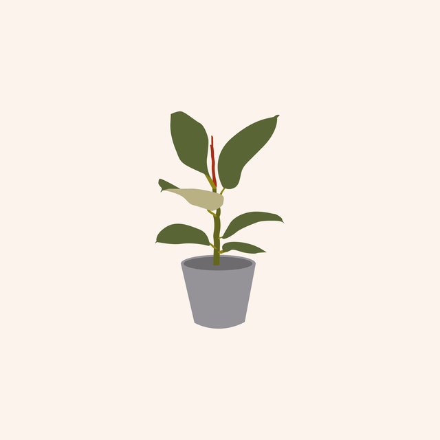 vector potted plants 