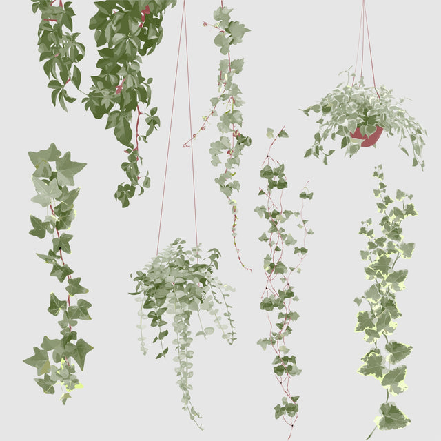 wall plants vector 