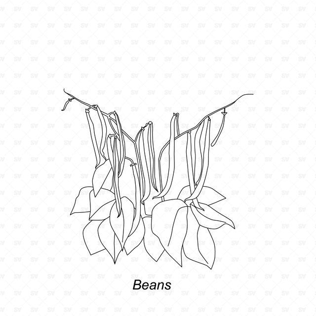 CAD & Vector Vegetable Plants Mega-Pack
