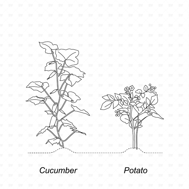 CAD & Vector Vegetable Plants Mega-Pack