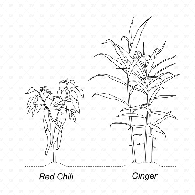 CAD & Vector Vegetable Plants Mega-Pack