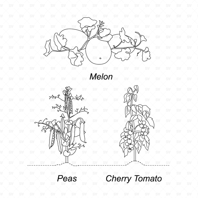 CAD & Vector Vegetable Plants Mega-Pack