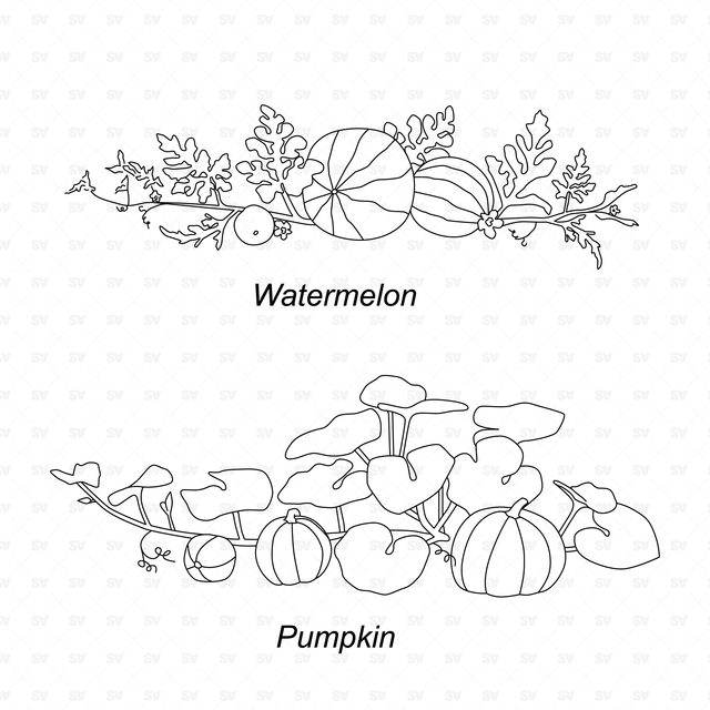 CAD & Vector Vegetable Plants Mega-Pack
