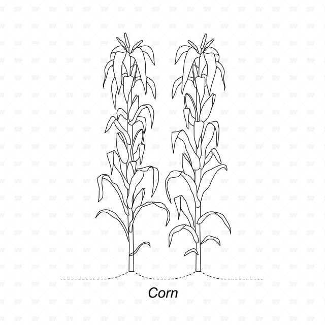 CAD & Vector Vegetable Plants Mega-Pack