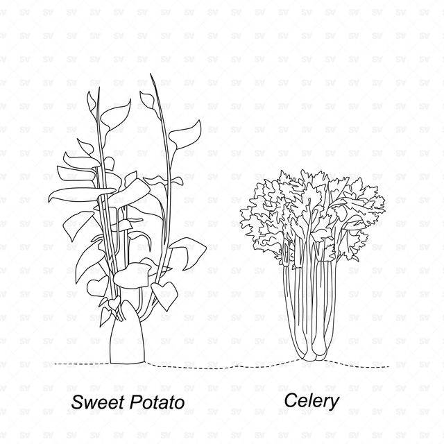 CAD & Vector Vegetable Plants Mega-Pack