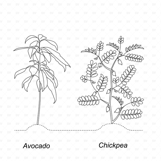 CAD & Vector Vegetable Plants Mega-Pack