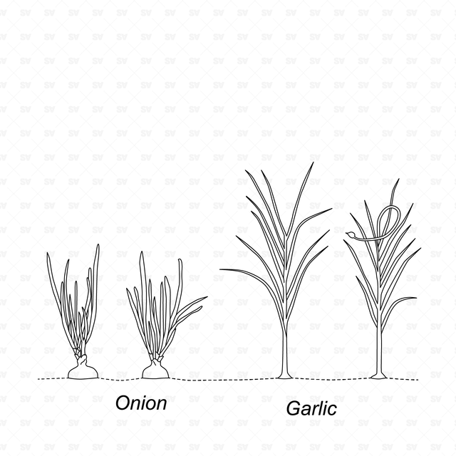 CAD & Vector Vegetable Plants Mega-Pack