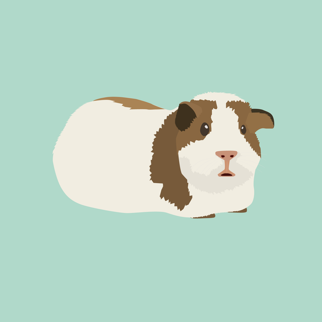 flat vector hamster